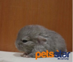 Chinchilla Info